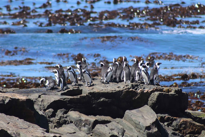 Picture 4 for Activity Robben Island,Table Mountain Full day Private Tour Cape Town 2