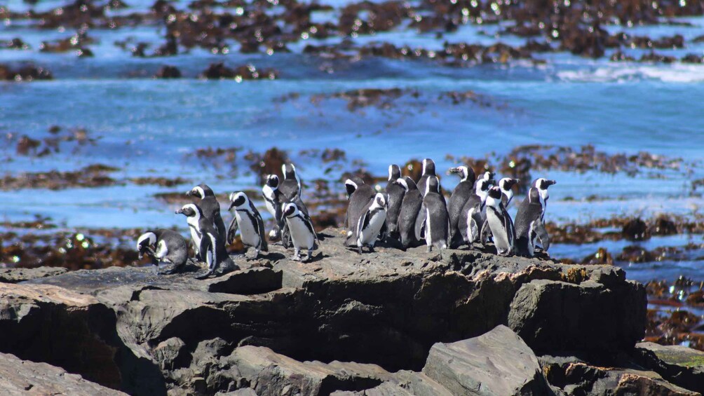 Picture 4 for Activity Robben Island,Table Mountain Full day Private Tour Cape Town 2