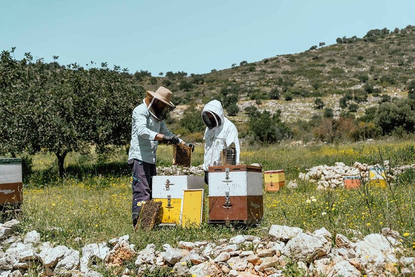 Picture 11 for Activity Crete: Olive, Wine, & Raki on a Flavorful Culinary Journey 4
