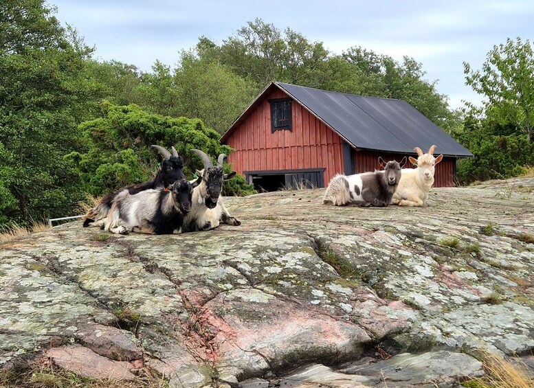 Picture 5 for Activity From Stockholm: Archipelago Hike to Landsort Lighthouse 3