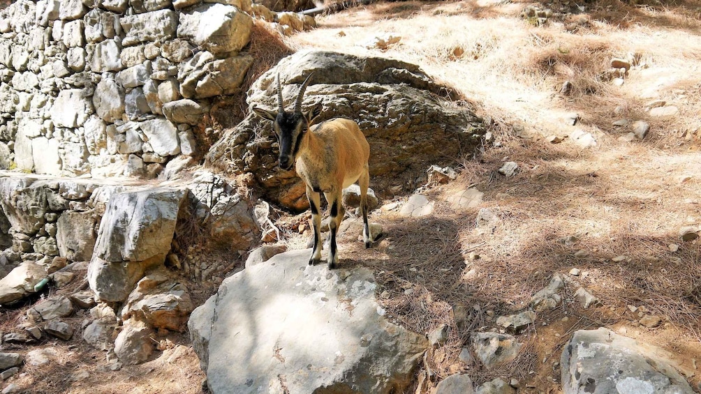 Picture 5 for Activity From Chania: Samariá Gorge Guided Hike 2