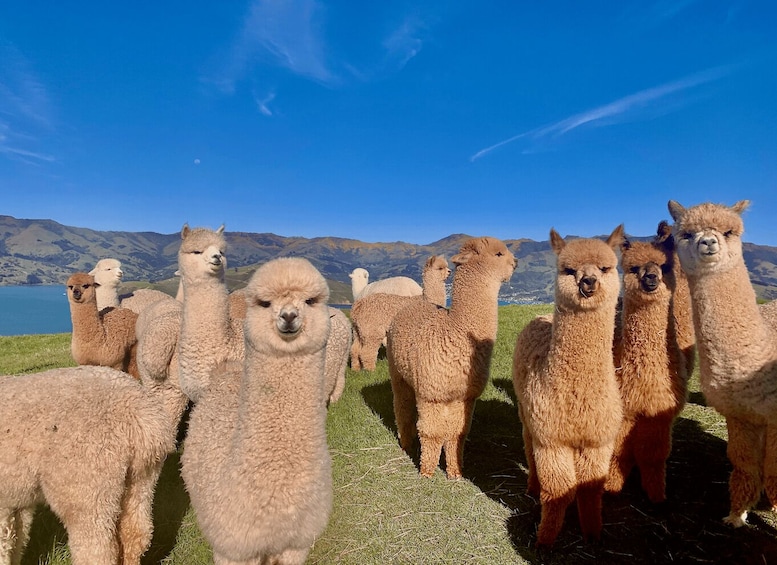 Picture 7 for Activity From Baku: Shamakhi City and Alpaca Farm Tour 2