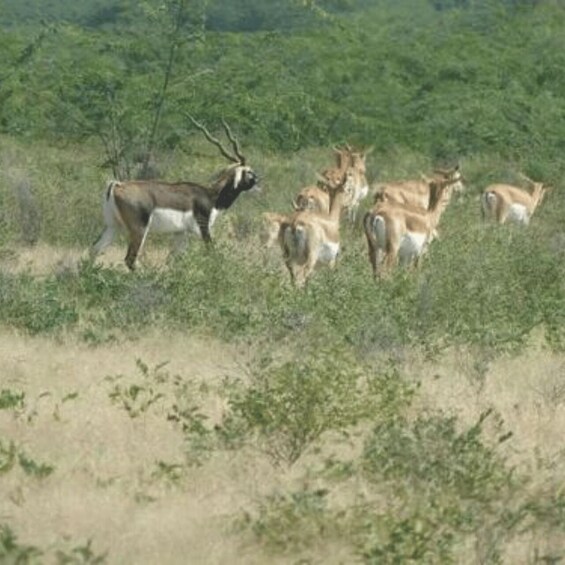 Picture 4 for Activity Jodhpur Bishnoi Village Safari Tour With Sumer 3
