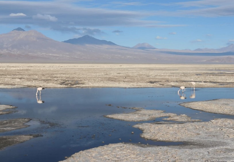 A salt flat with two flamingos standing in shallow water, mountains in the background. 5