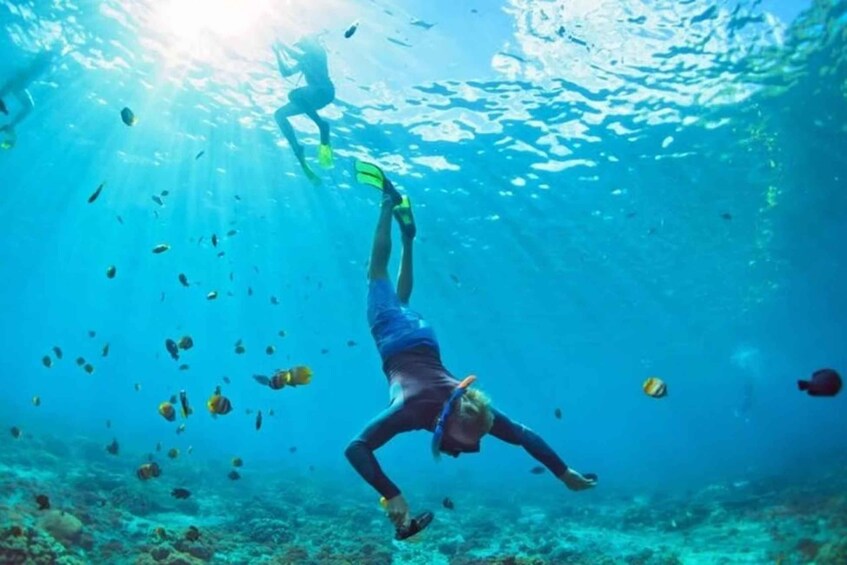 Picture 11 for Activity **Muscat: Dolphin Watching & Snorkeling with GoPro** 2