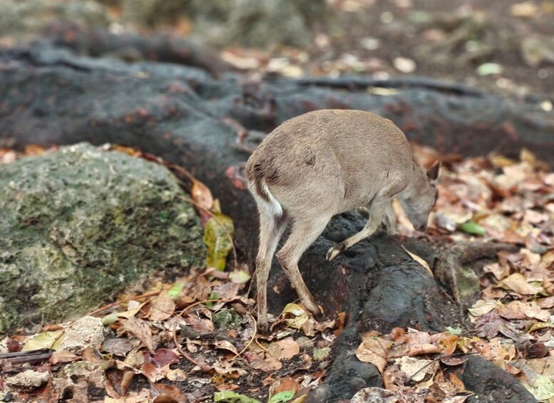 A deer standing on a log surrounded by fallen leaves and rocks. 2