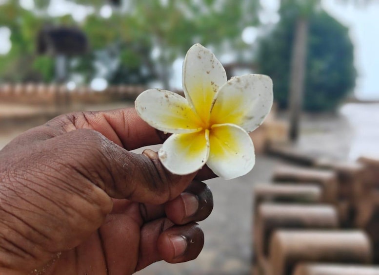 A hand holding a white and yellow flower. 5