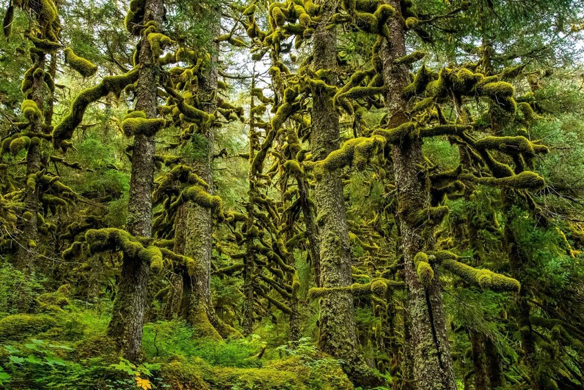 Picture 3 for Activity Anchorage: Turnagain Arm Highlights Photography Day Trip 4