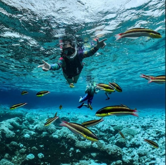 A diver underwater surrounded by fish. 1