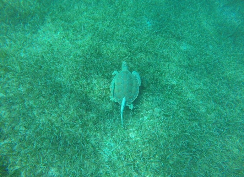 A sea turtle on a green underwater surface. 5