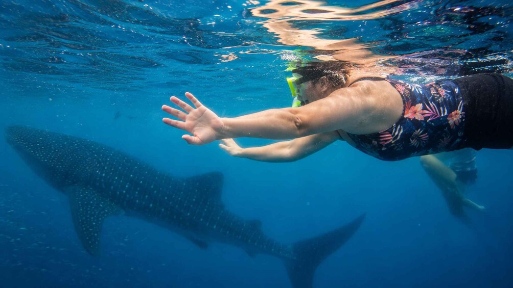 Picture 10 for Activity Cebu: Whale Shark Swim, Sardine Run & Kawasan Falls 1