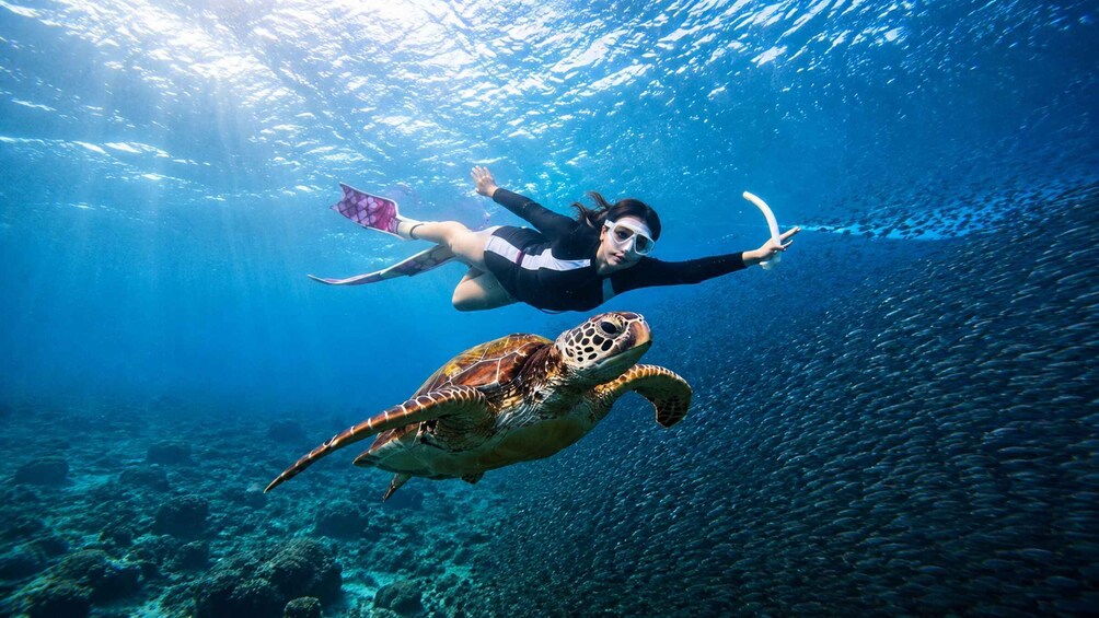 Picture 1 for Activity Cebu: Whale Shark Swim, Sardine Run & Kawasan Falls 3