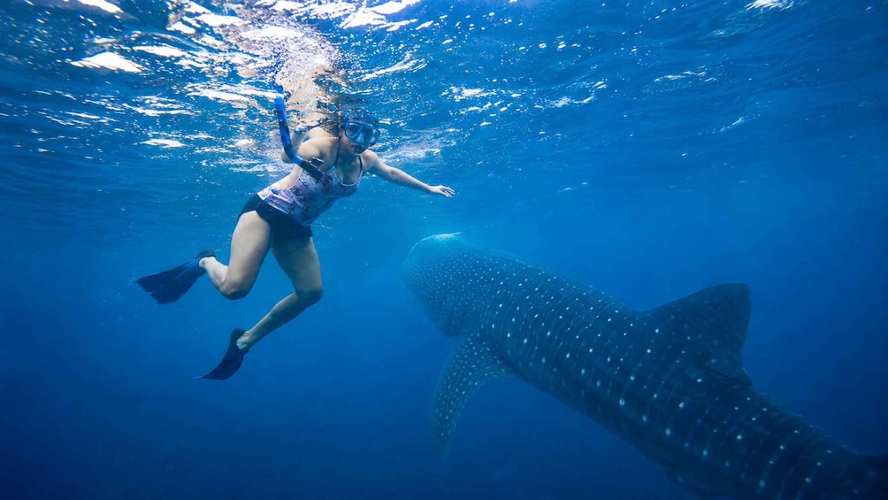 Cebu: Whale Shark Swim, Sardine Run & Kawasan Falls 1