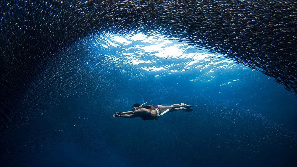 Picture 17 for Activity Cebu: Whale Shark Swim, Sardine Run & Kawasan Falls 5
