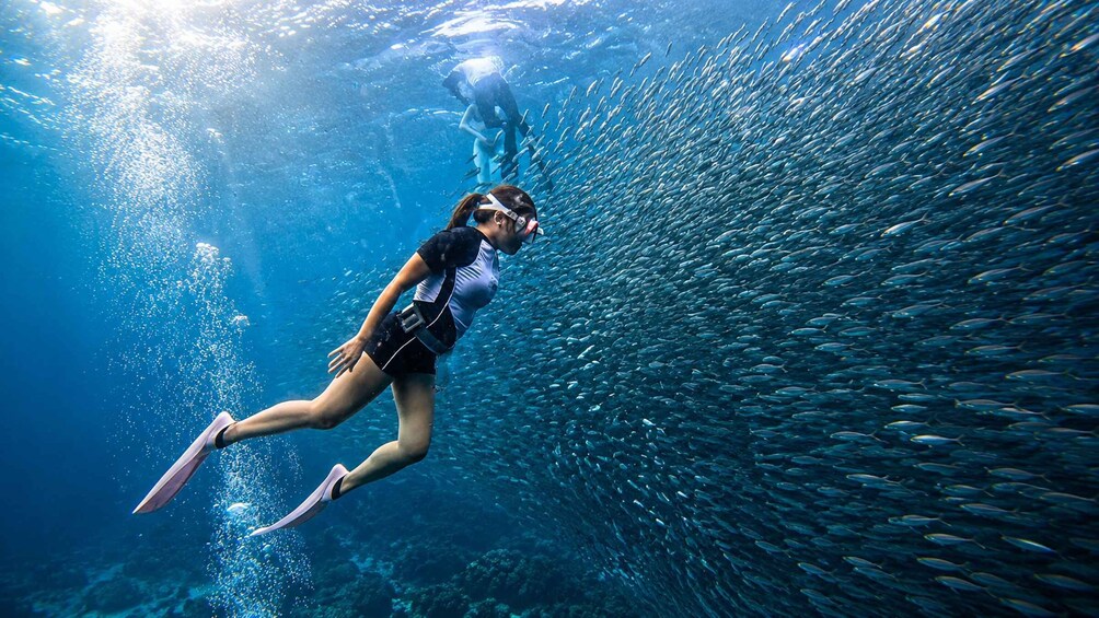 Picture 23 for Activity Cebu: Whale Shark Swim, Sardine Run & Kawasan Falls 2