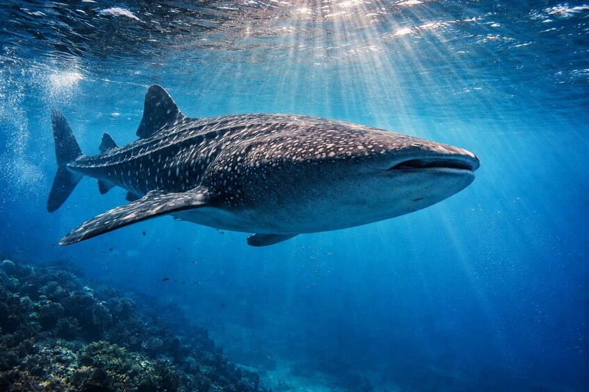 Picture 20 for Activity Cebu: Whale Shark, Sardine Run & Kawasan Canyoneering 5