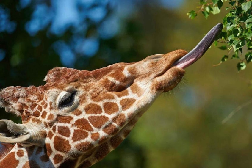 Picture 3 for Activity Elephant Orphanage, Giraffe Center, and Bomas of Kenya 3