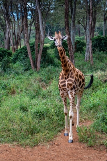 Picture 93 for Activity Elephant Orphanage, Giraffe Center, and Bomas of Kenya 4
