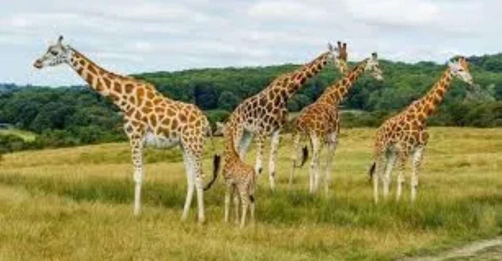 Picture 94 for Activity Elephant Orphanage, Giraffe Center, and Bomas of Kenya 5