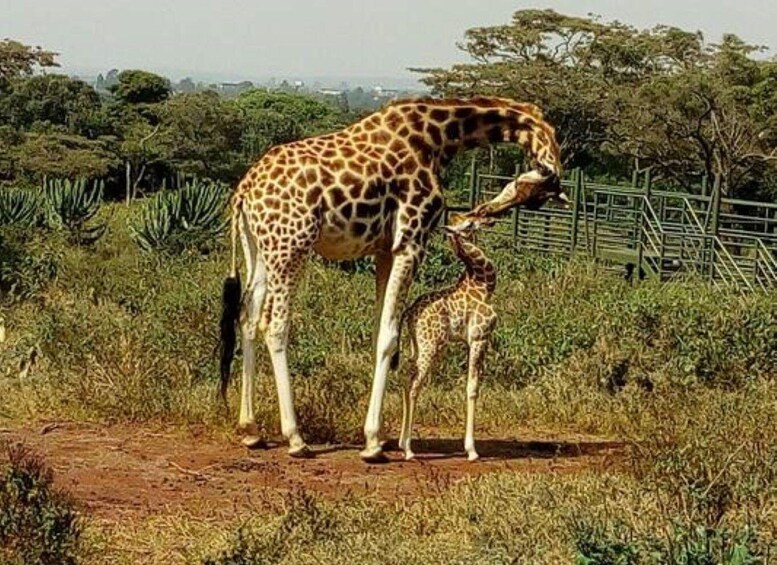 Une girafe et son petit dans un environnement naturel, entourés de verdure et d’une clôture. 2