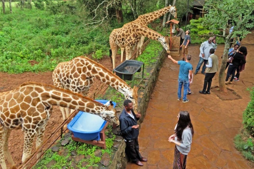Picture 76 for Activity Elephant Orphanage, Giraffe Center, and Bomas of Kenya 2