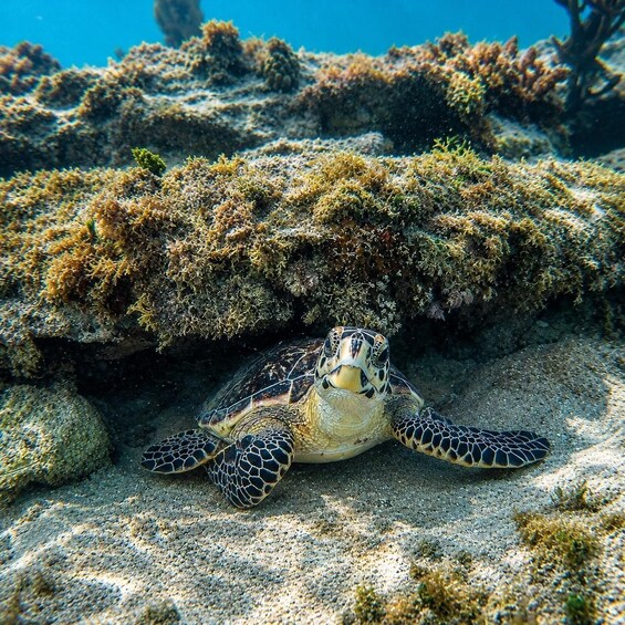 A sea turtle on a coral reef. 2
