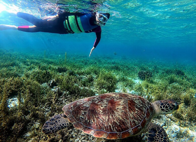 A diver swimming above a sea turtle in clear water. 3