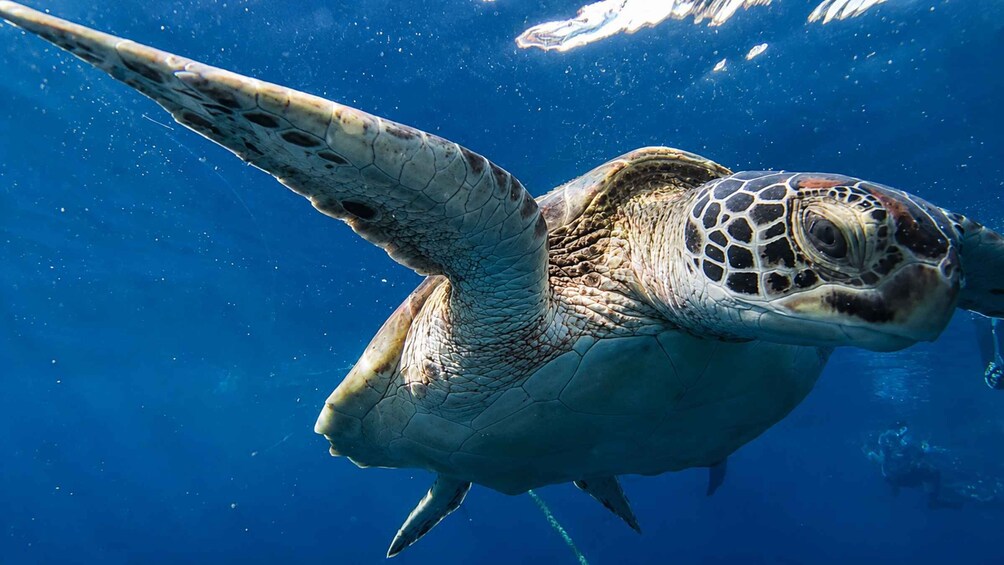 A sea turtle swimming underwater. 2