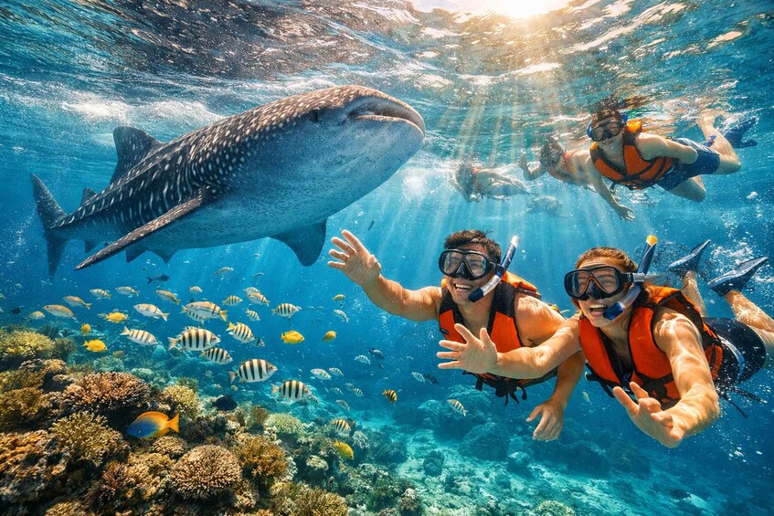 Two people snorkeling with a whale shark and colorful fish in clear water. 5