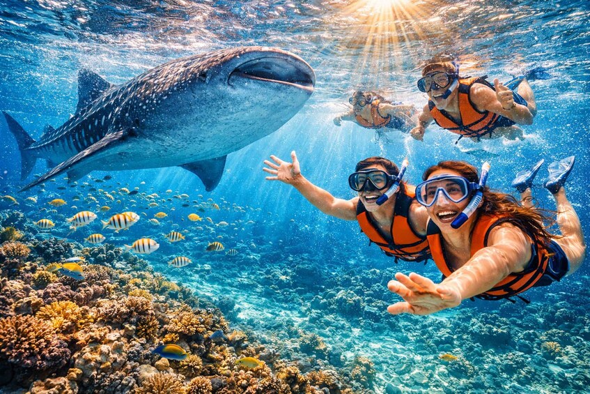 Two people snorkeling underwater with a large whale shark and colorful fish. 1