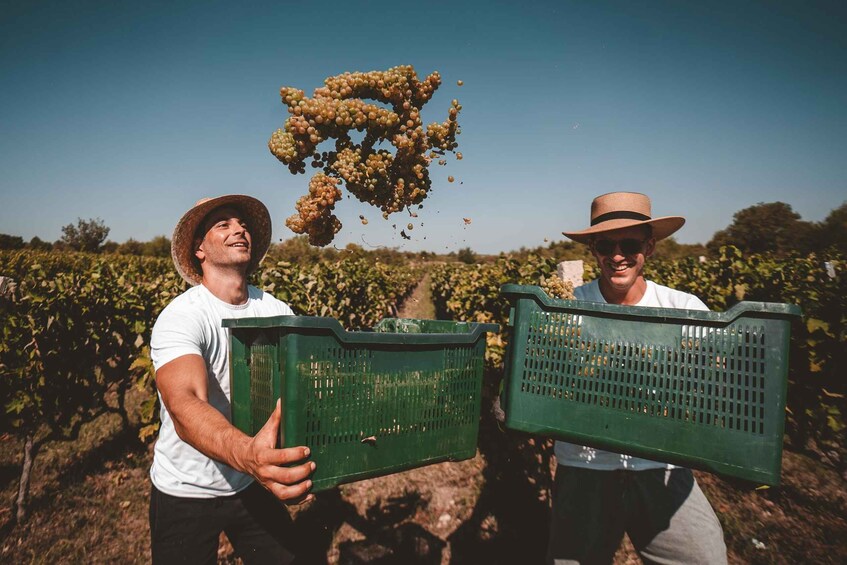 Two people holding green crates in a vineyard. 3