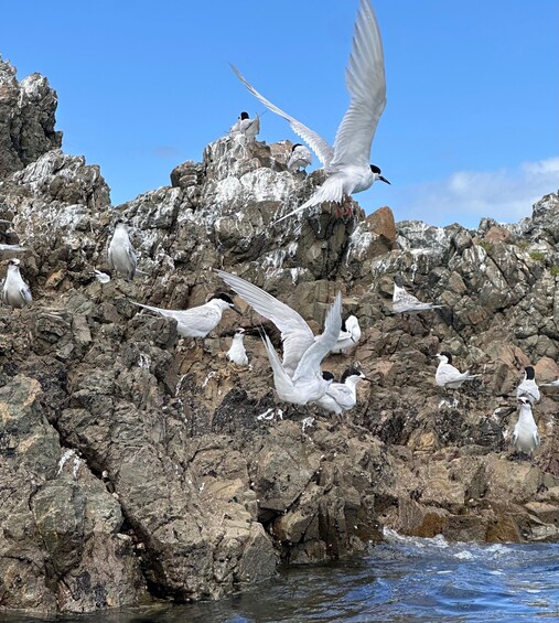 Picture 9 for Activity Auckland: Guided Snorkeling Tour and Island Exploration 2
