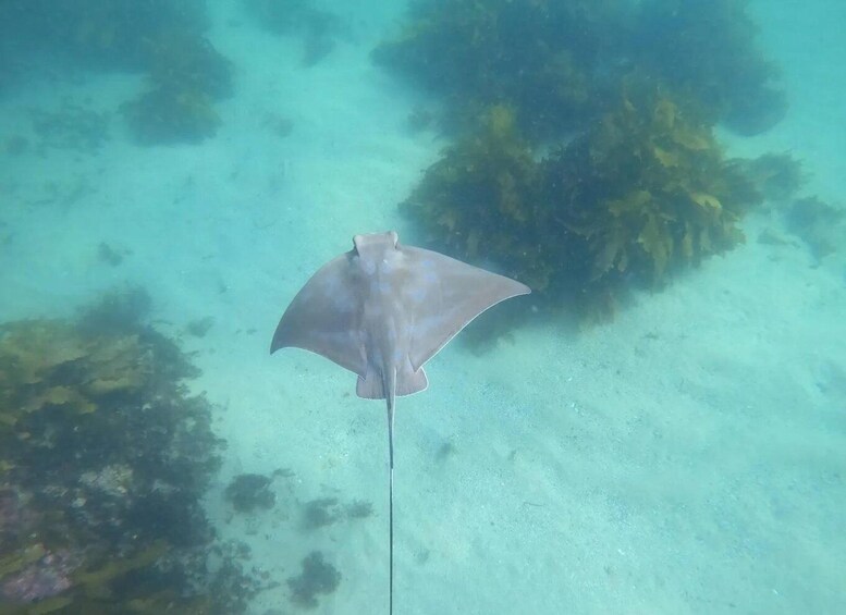 Picture 5 for Activity Auckland: Guided Snorkeling Tour and Island Exploration 4