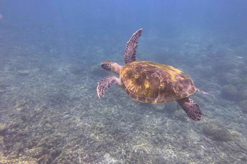 A sea turtle swimming underwater. 2