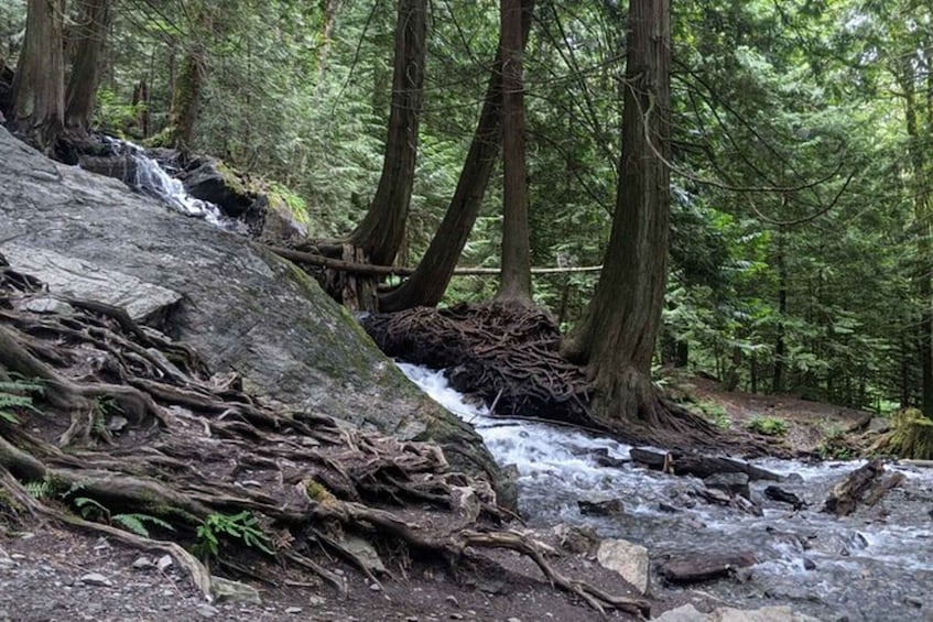 A forest stream with a waterfall, surrounded by dense trees and rocky terrain. 1