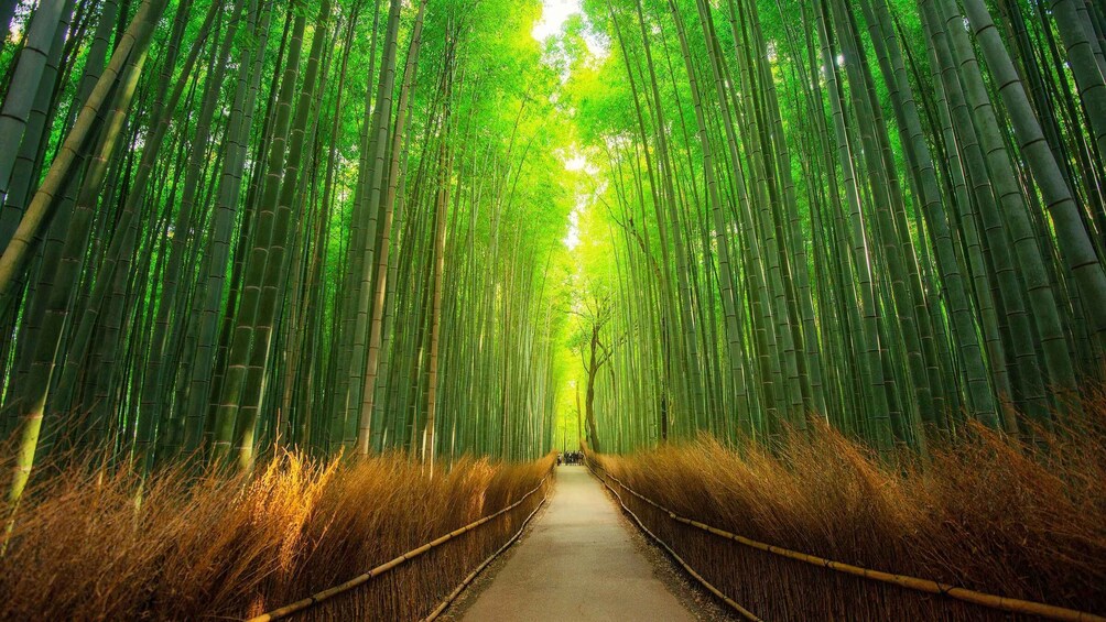 A bamboo forest with a pathway. 2