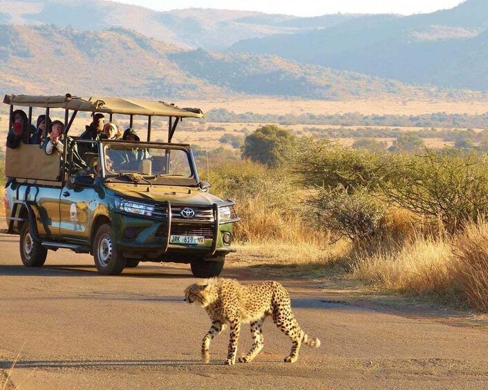 A safari vehicle with passengers and a cheetah crossing the road. 3