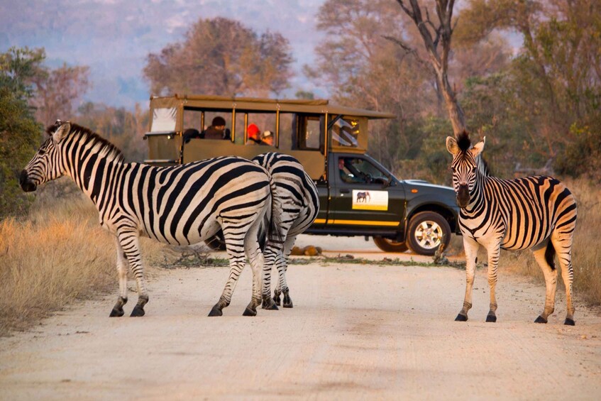 Zebras standing on a dirt road with a safari vehicle in the background. 4