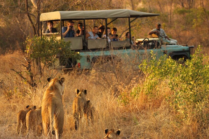A safari vehicle with passengers observing wildlife, including lions and their cubs, in a dry grassland habitat. 5
