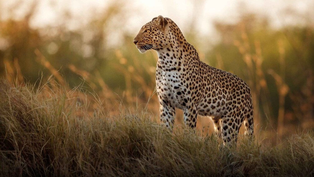 A leopard in tall grass with a blurred background. 2