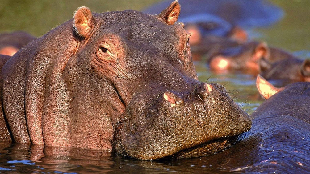 A group of hippos in water. 5