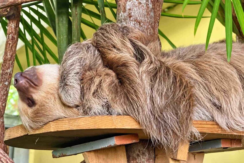 Three sloths resting on a wooden platform attached to a tree. 4