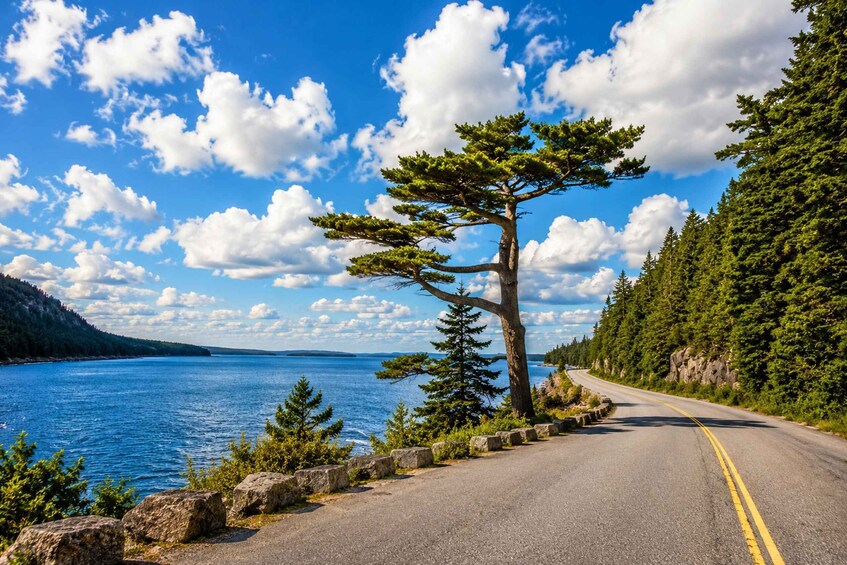 Picture 13 for Activity Bar Harbor: Acadia National Park Private Tour with Lunch 4