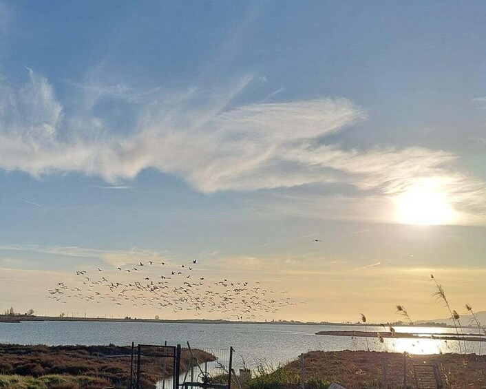 Picture 3 for Activity Flamingo-Birdwatching in the Ebro Delta at Sunset 5