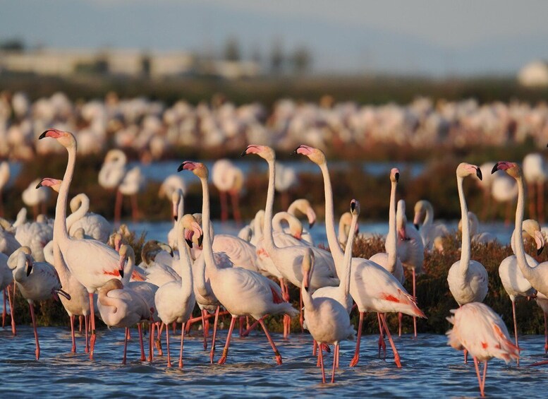 Flamingo-Birdwatching in the Ebro Delta at Sunset 1