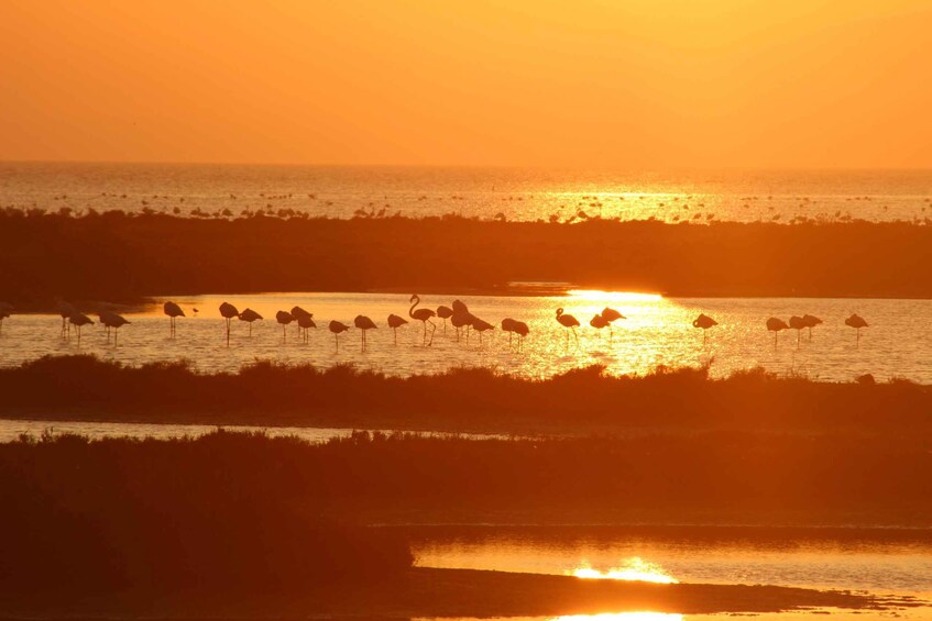 Picture 5 for Activity Flamingo-Birdwatching in the Ebro Delta at Sunset 4