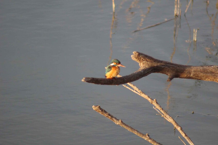 Picture 4 for Activity Flamingo-Birdwatching in the Ebro Delta at Sunset 2