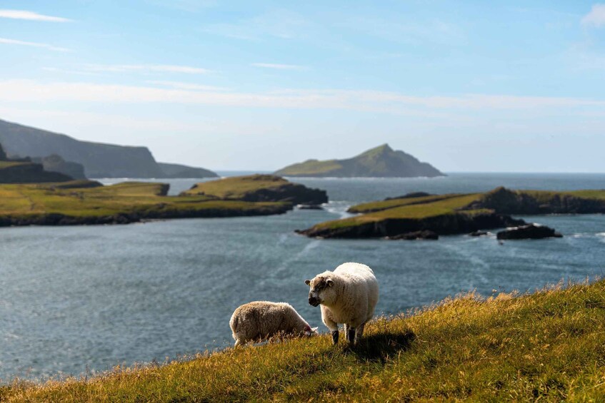 Picture 3 for Activity From Killarney: Ring of Kerry & Skellig Ring Full-Day Tour 4