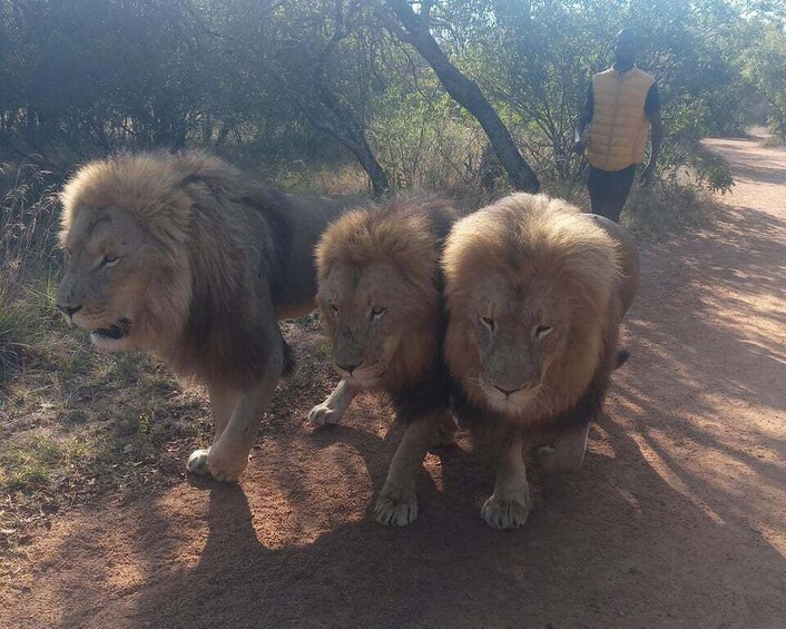 Three lions walking on a dirt path with a person in the background. 4