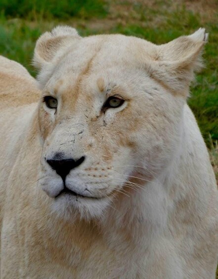 Picture 9 for Activity Johannesburg: Guided Walk with Lions in the African Bush 3